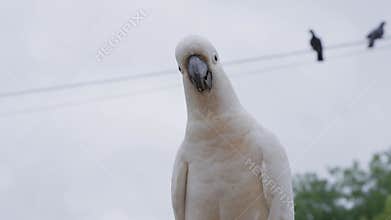 Closeup shot of a sulphur-crested cockatoo sitting outdoors on a cloudy day with blur background