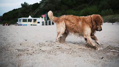 Happy Adorable Golden Retriever Dog Playing On A Sandy Beach