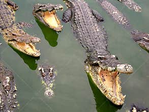 Samutprakan Crocodile Farm and Zoo
