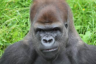 Gorilla