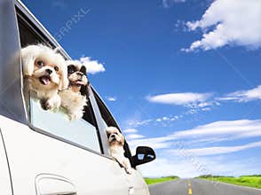 Dog family traveling road trip