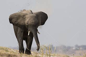 Big bull elephant charging