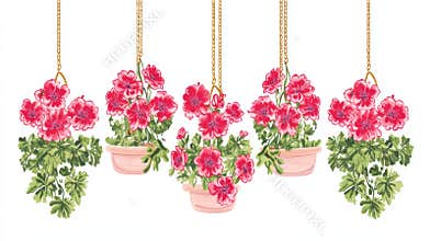 Hanging Pink Geraniums