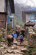 Himalayan Yak