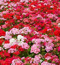 Geraniums flower background