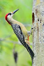 West Indian Woodpecker (Melanerpes superciliaris)