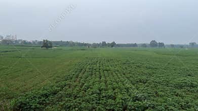 Cassava farming in the village