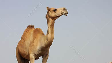 Camel in desert