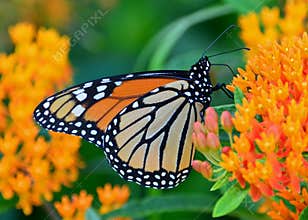 Monarch butterfly on milkweed