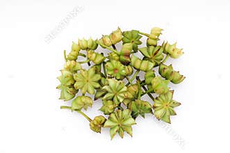 Fresh star anise