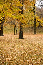 Autumn colors in forest