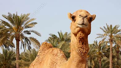 Camel in desert