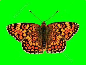 orange butterfly on green background