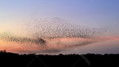 Starling murmuration during sunset at the end of the day