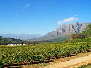 Cape Vineyard Stellenbosch S.Africa