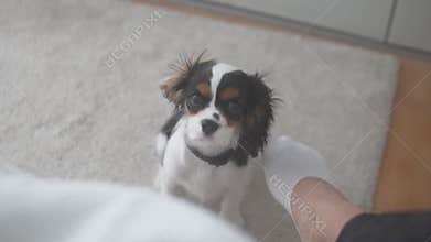 Heartwarming video shows delightful interactions with a puppy