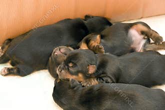 Yorkshire Terrier puppies