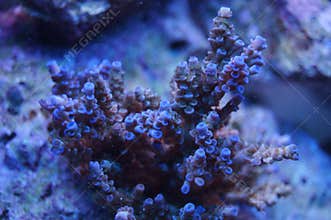 Acropora coral