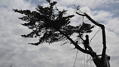 Biscarosse, France - 7 March 2025: logger and shovel cutting down a coniferous tree