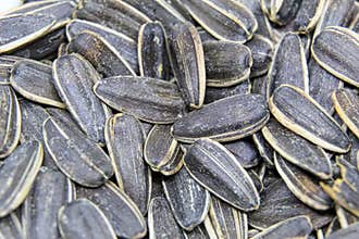 Salted Sunflower Seeds in the Shell