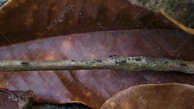 Tropical ants insects run along a branch Khao Lak Thailand