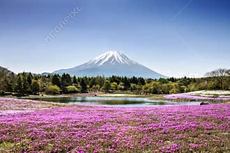 Fuji mountain