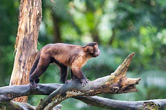 Tufted Capuchin