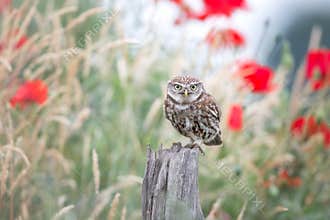 Little Owl - Steenuil - Athene noctua perched on a pole. Belgium fields.
