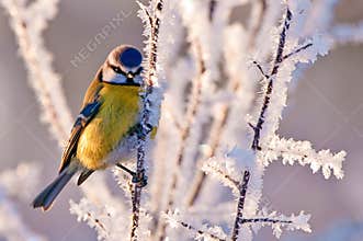 Frosty Blue Tit