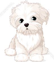 Maltese Puppy Dog