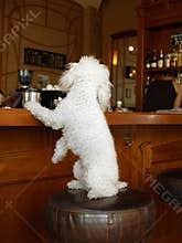 Dog on the bar