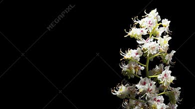 Chestnut flowers on a black background, spin close-up