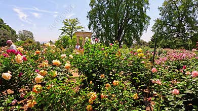 footage of a gorgeous spring landscape with colorful flowers at Huntington Library and Botanical Gardens in San Marino California