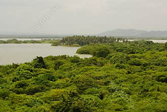 Rain forest mirrored in waters, on Rio Negro in the Amazon River basin, Brazil, South America