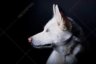 White layka