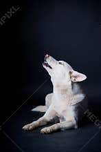 White dog earning