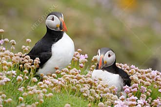 Atlantic puffin