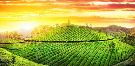 Tea plantations panorama