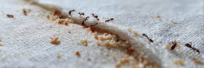 Trail of Ants Crawling on Picnic Cloth Searching for Food Crumbs During an Outdoor Gathering in Summer Sunlight