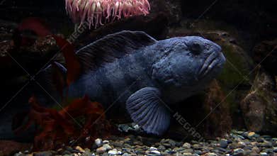 Resting Blue Fish