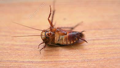 closeup of cockroach on the ground with its belly up and cleaning its legs at horizontal composition