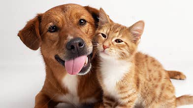 Close up portrait of a brown dog and ginger kitten sticking out tongues and licking together on white background