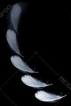 Falling feather