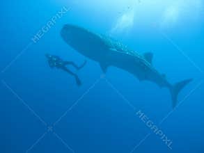 Whale shark