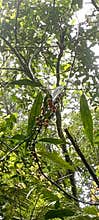 Wild trees growing around the wet forests of West Java