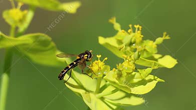 Down fly Sphaerophoria scripta preening on serrated spurge (Euphorbia serrata)