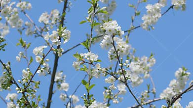 Blossoming White Flowers Gracefully Emerged Against a Beautifully Clear Blue Sky Above