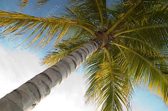 Palm tree