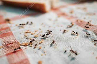 Trail of Ants Marching Across Picnic Cloth Searching for Food Crumbs After a Pleasant Afternoon Gathering in the Park