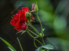 Red roses and buds on a dark green background
